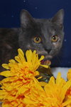 Dolly the Dilute Tortie Kitten