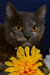 Dolly the Dilute Tortie Kitten