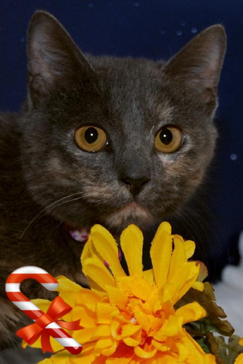 Dolly the Dilute Tortie Kitten