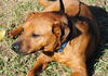 Scarlett the Shepherd/Hound