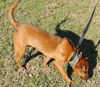 Scarlett the Shepherd/Hound