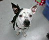 Metro the Survivor Terrier
