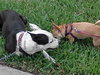 Metro the Survivor Terrier