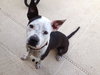 Metro the Survivor Terrier