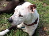 Metro the Survivor Terrier