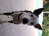 Metro the Survivor Terrier