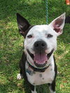 Metro the Survivor Terrier