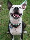 Metro the Survivor Terrier