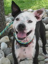 Metro the Survivor Terrier