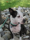 Metro the Survivor Terrier