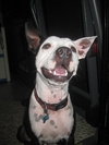 Metro the Survivor Terrier
