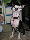 Metro the Survivor Terrier