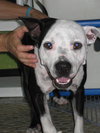 Metro the Survivor Terrier