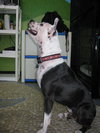 Metro the Survivor Terrier