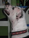 Metro the Survivor Terrier