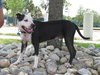 Metro the Survivor Terrier