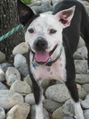 Metro the Survivor Terrier