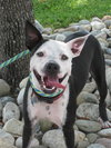 Metro the Survivor Terrier