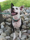 Metro the Survivor Terrier