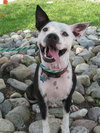 Metro the Survivor Terrier