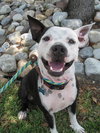 Metro the Survivor Terrier