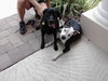 Metro the Survivor Terrier
