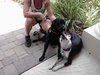 Metro the Survivor Terrier