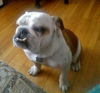 Buddy Love the Handsome English Bulldog