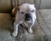Buddy Love the Handsome English Bulldog