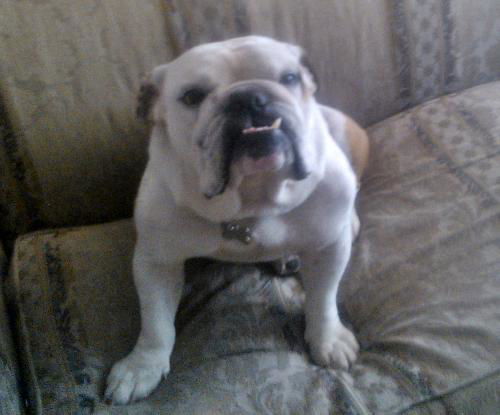 Buddy Love the Handsome English Bulldog