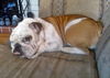 Buddy Love the Handsome English Bulldog