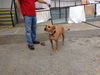 Scout the Fun Loving Terrier
