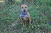 Scout the Fun Loving Terrier
