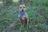 Scout the Fun Loving Terrier