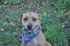 Scout the Fun Loving Terrier