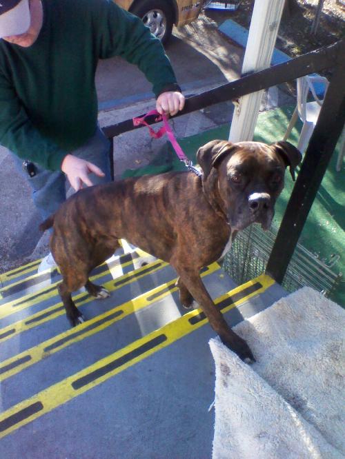 Lucky the Boxer