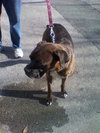 Lucky the Boxer