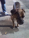 Lucky the Boxer