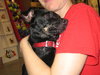 RJ the Chihuahua