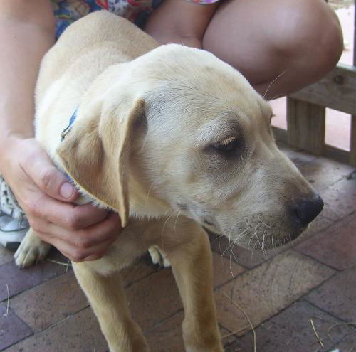Sampson the Lab