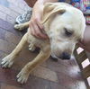 Sampson the Lab
