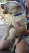 Sampson the Lab