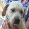 Sampson the Lab