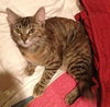 Sheena the Baby Doll Torbie