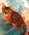 Sheena the Baby Doll Torbie