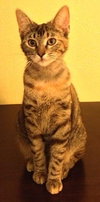 Sheena the Baby Doll Torbie