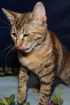 Sheena the Baby Doll Torbie
