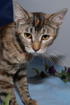 Sheena the Baby Doll Torbie
