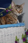 Sheena the Baby Doll Torbie
