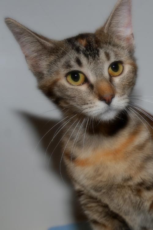 Sheena the Baby Doll Torbie